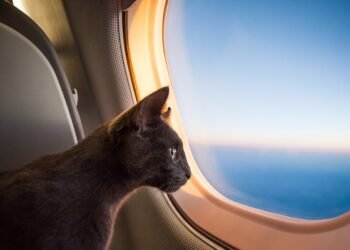 How to Make Flying With a Cat Easier, According to Experts and Owners