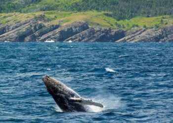 Tagging Along With Newfoundland's Resident Whale Whisperer