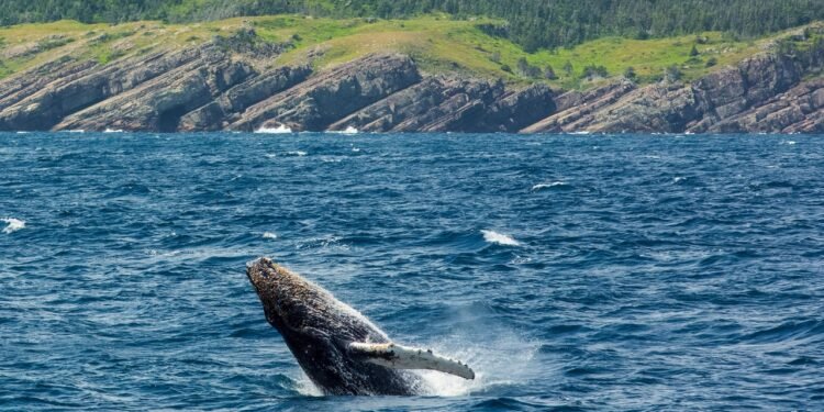 Tagging Along With Newfoundland's Resident Whale Whisperer