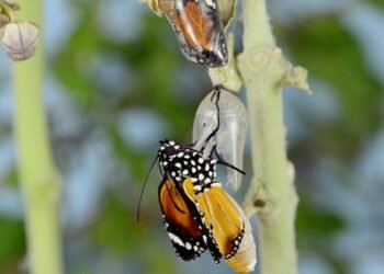 Coaching For Growth: Self-Transformation Lessons I Learned