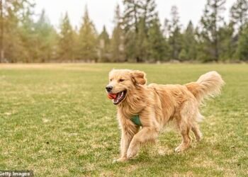 No treats: Pets at Home, Britain's largest pet supplies retailer, reported statutory pre-tax profits plummeted by 35.2 per cent to £34.7million in the 28 weeks to 12 October