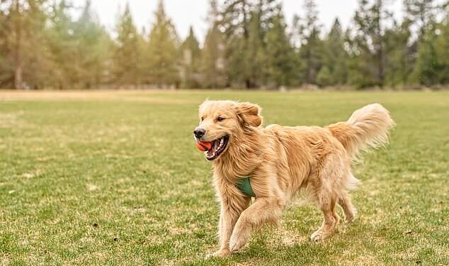 No treats: Pets at Home, Britain's largest pet supplies retailer, reported statutory pre-tax profits plummeted by 35.2 per cent to £34.7million in the 28 weeks to 12 October