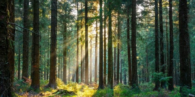 Engagement and divestment are 'complementary' strategies