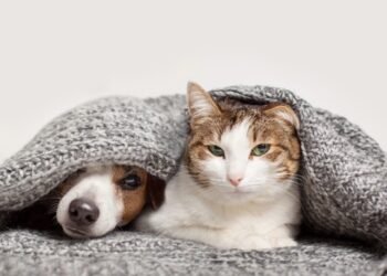 The Best Pet Insurance in California for 2024