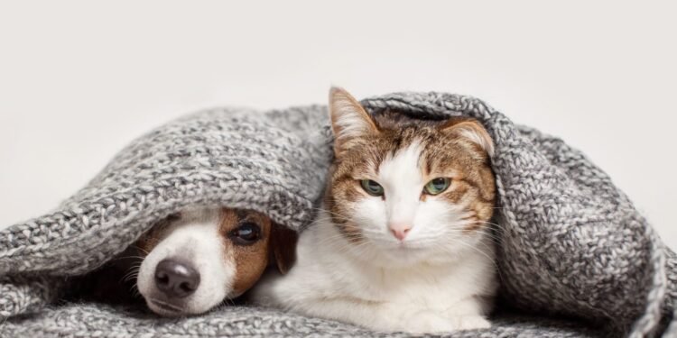 The Best Pet Insurance in California for 2024