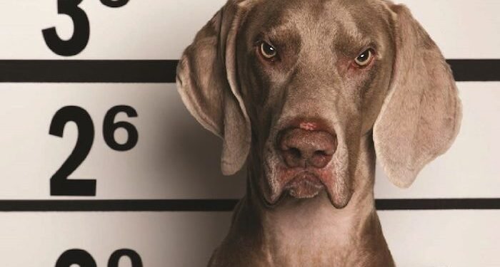 ‘Dog funds’ jump by 170% since August 2023