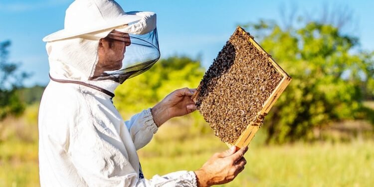 Management & Beekeeping: 3 Tips For Managing A Software Team