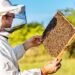 Management & Beekeeping: 3 Tips For Managing A Software Team