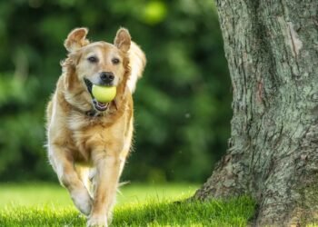The Best Pet Insurance in Florida for 2024