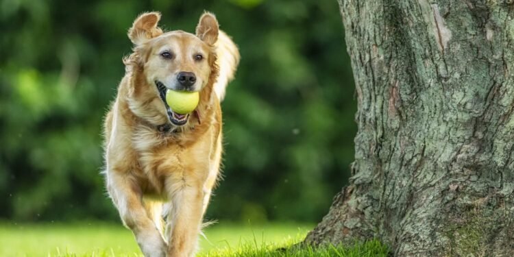 The Best Pet Insurance in Florida for 2024