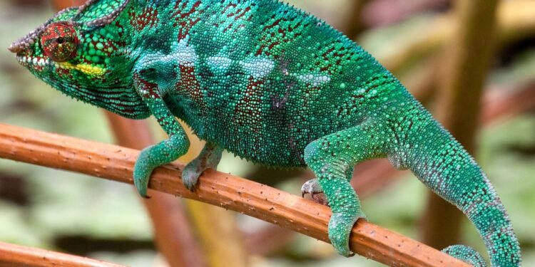 Chameleon Banking Trojan Makes a Comeback Cloaked as CRM App