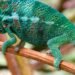 Chameleon Banking Trojan Makes a Comeback Cloaked as CRM App