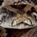 Python-Based Malware Slithers Into Systems via Legit VS Code