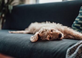 The Best Pet Insurance in New Jersey for 2024