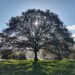 Oaktree hires