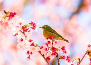 Condé Nast Traveler