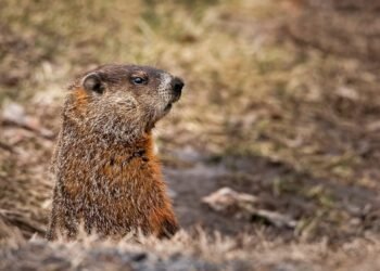 Groundhog looking forward