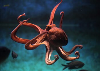 Octopus private debt