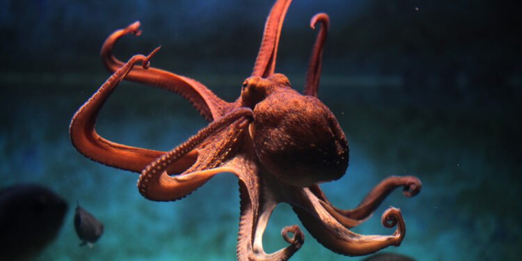 Octopus private debt