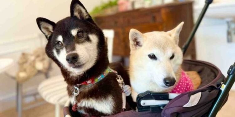 $COCORO token hits $100M FDV after Doge's mom adopts new rescue pup