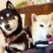 $COCORO token hits $100M FDV after Doge's mom adopts new rescue pup