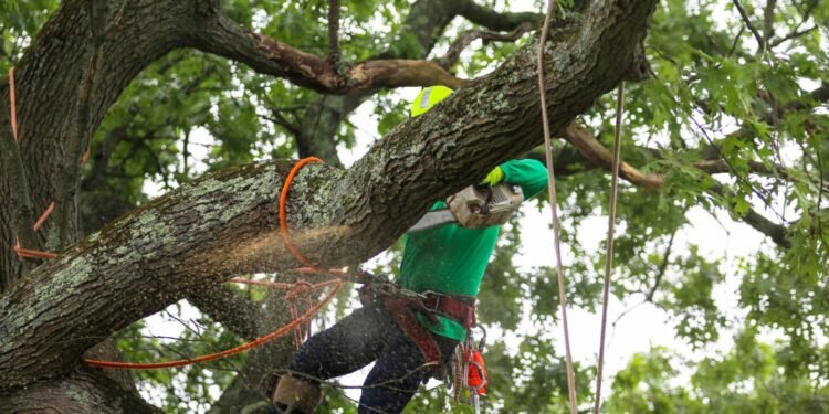 Plant, Tree, Tree Trunk