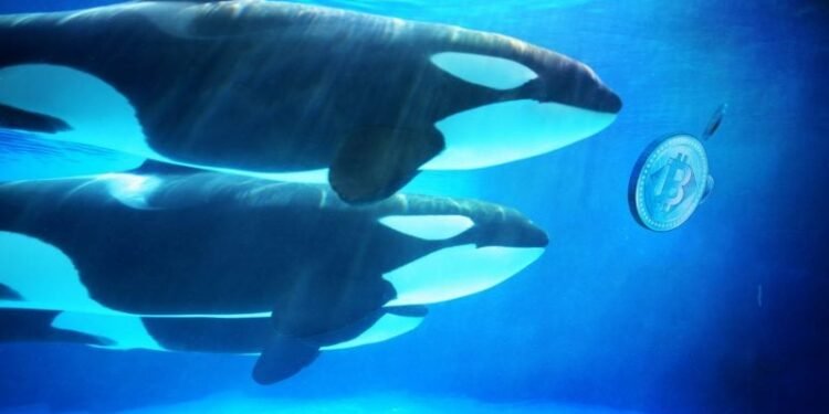 Hyperliquid whale denies cybercrime claims, ZachXBT to release evidence