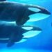 Hyperliquid whale denies cybercrime claims, ZachXBT to release evidence