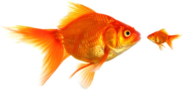 PitchBook private debt report