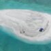 Aerial view of Sandy Cay reef, showing a small sandy island surrounded by turquoise waters. Several people are visible on the island, with a blue tent set up and a small boat nearby on the shore.