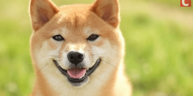 Meme to Mainstream: 21Shares Spotlights Dogecoin ETP