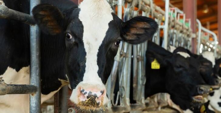 New York farmer in disbelief at Trump tariffs imposed on critical cow feed
