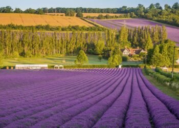 8 Beautiful Lavender Fields in the UK Blooming This Summer