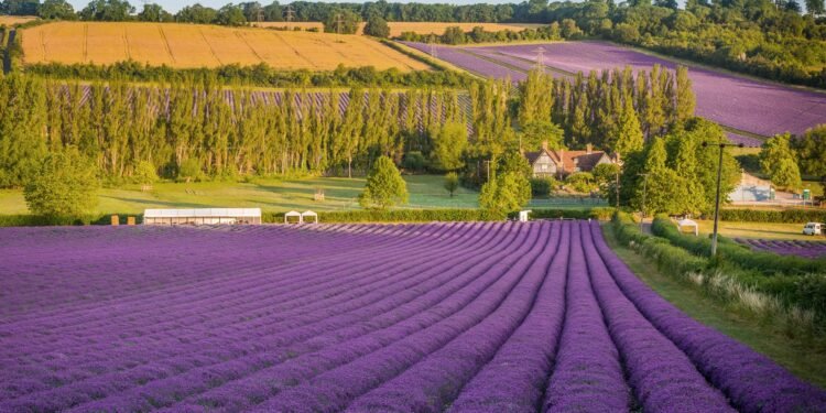8 Beautiful Lavender Fields in the UK Blooming This Summer