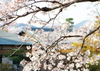 Adam Norris: Beyond the blossom of Japan’s corporate reforms