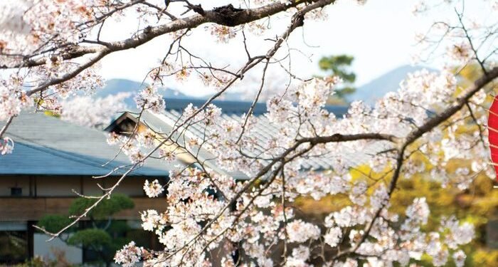 Adam Norris: Beyond the blossom of Japan’s corporate reforms