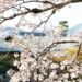 Adam Norris: Beyond the blossom of Japan’s corporate reforms