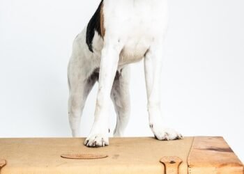 Luisa Barile, chief executive of pet insurer ManyPets, says: 'In many European markets the veterinary sector is still developing. As a result, costs are lower.'