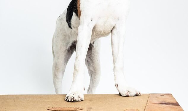 Luisa Barile, chief executive of pet insurer ManyPets, says: 'In many European markets the veterinary sector is still developing. As a result, costs are lower.'