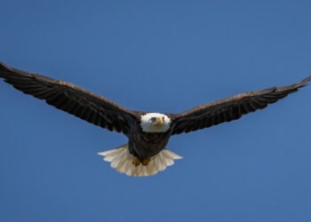 First Eagle launches RE debt fund