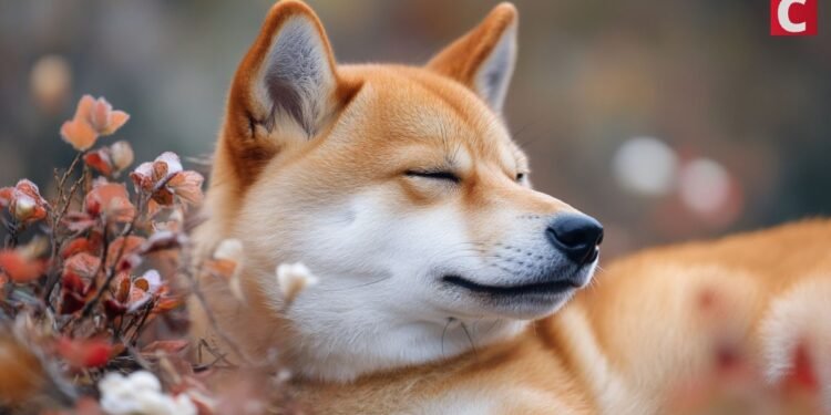 Shiba Inu (SHIB) Turns 5: 70% Upside Potential as Burn Rate Explodes 2,200%