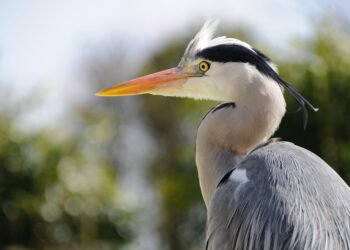 Heron Finance adds Antares fund