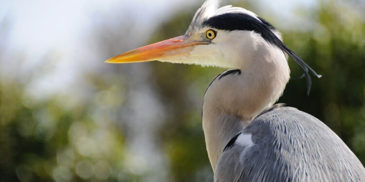 Heron Finance adds Antares fund