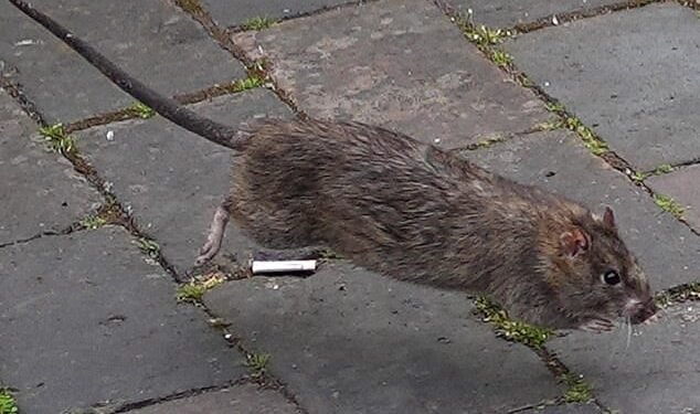 Unwanted guests: A reader is being plagued by rats, which they believe are coming from a neighbour's overgrown garden (file picture)
