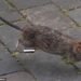 Unwanted guests: A reader is being plagued by rats, which they believe are coming from a neighbour's overgrown garden (file picture)