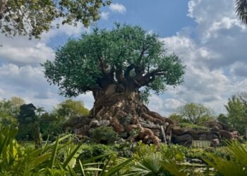 Plant, Tree, Tree Trunk