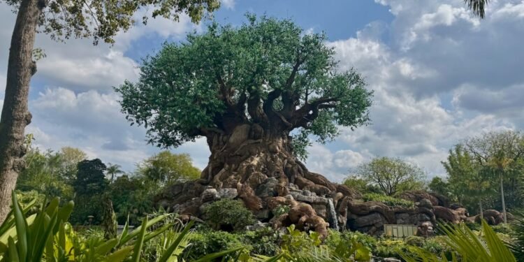 Plant, Tree, Tree Trunk