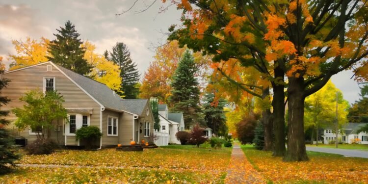 Plant, Tree, Neighborhood