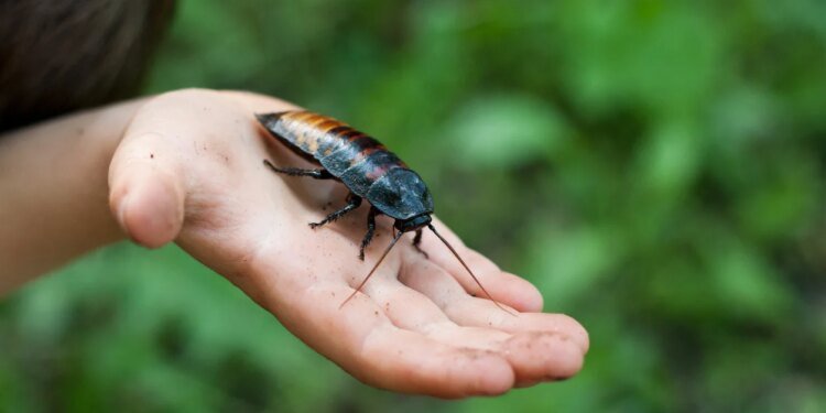 ‘Cockroach’ fears overblown in the wake of Tricolor and First Brands fallout