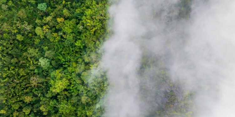 BII and BlueOrchard climate fund